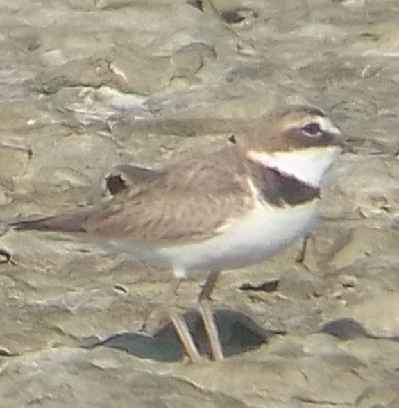 Wilson's Plover - ML632631026