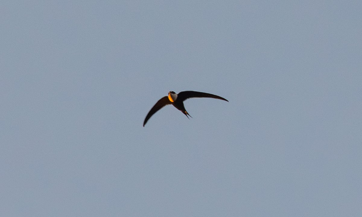 Great Swallow-tailed Swift - ML632631029