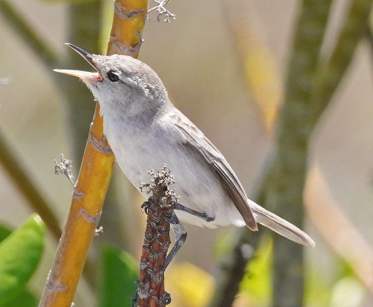 Kiritimati Reed Warbler - ML632631049