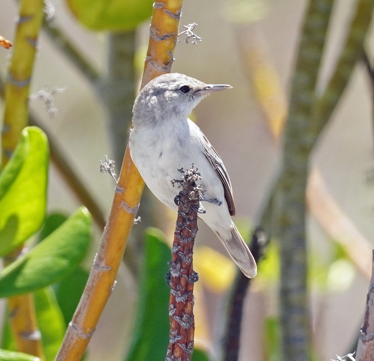Kiritimati Reed Warbler - ML632631050