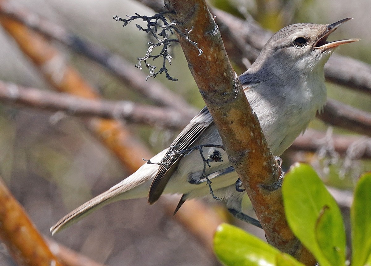 Kiritimati Reed Warbler - ML632631051
