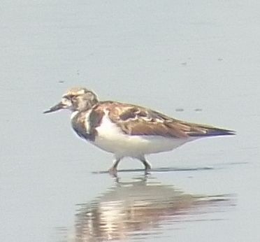 Ruddy Turnstone - ML632631084