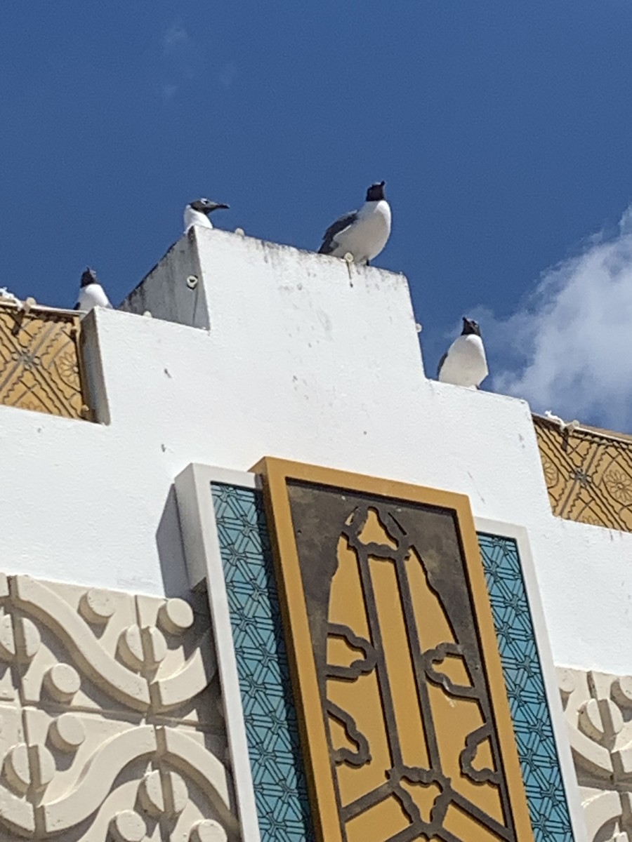 Laughing Gull - ML632631146