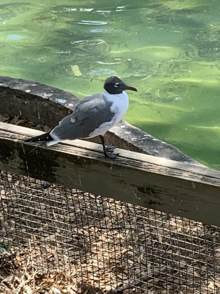 Laughing Gull - ML632631147