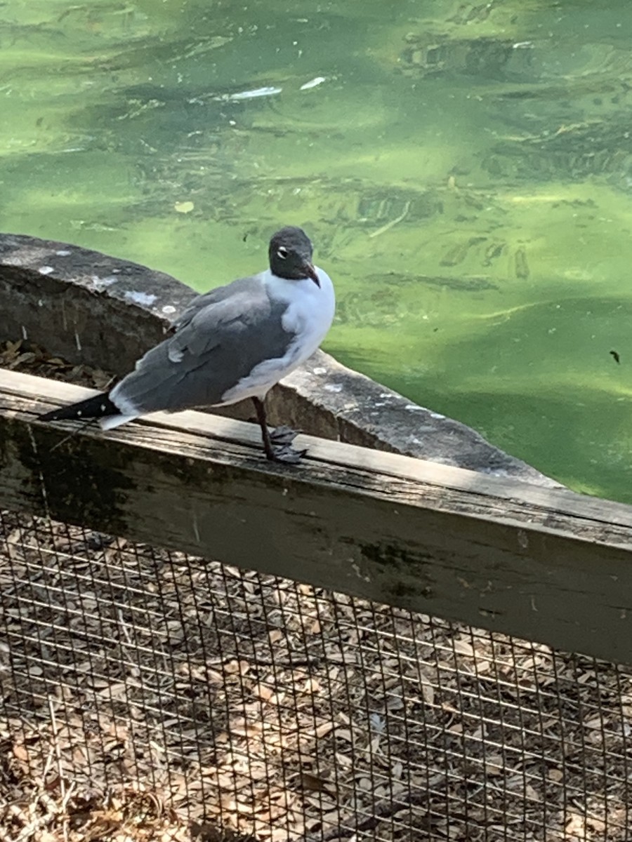Laughing Gull - ML632631148