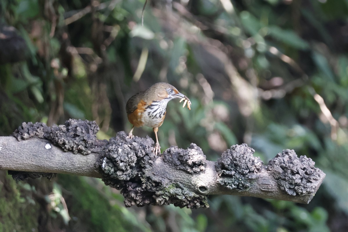 Black-streaked Scimitar-Babbler - ML632631149
