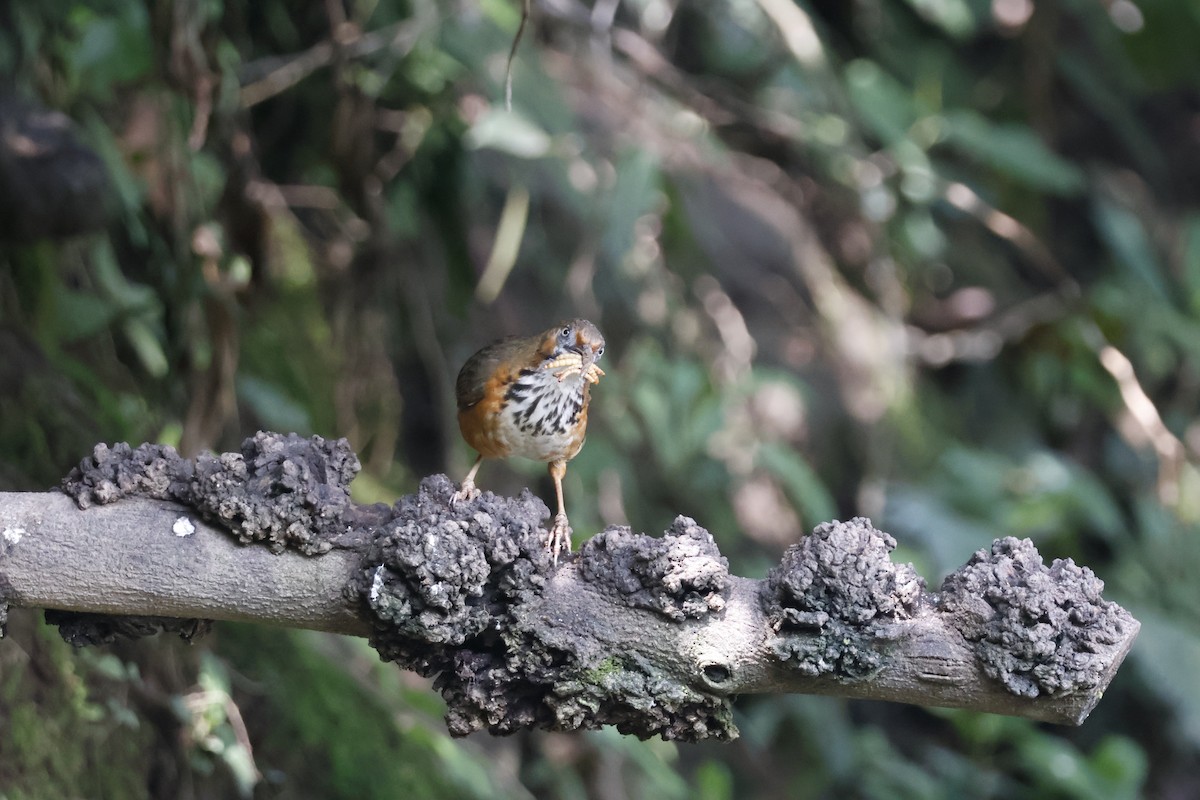 Black-streaked Scimitar-Babbler - ML632631150