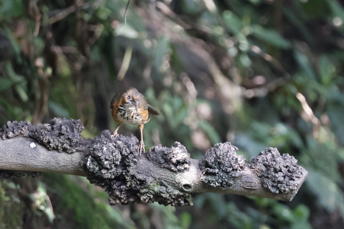 Black-streaked Scimitar-Babbler - ML632631151