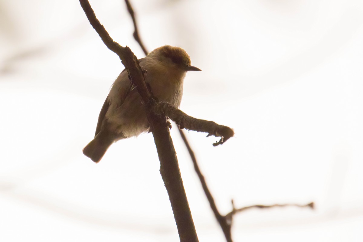 Brown-headed Nuthatch - ML632631224