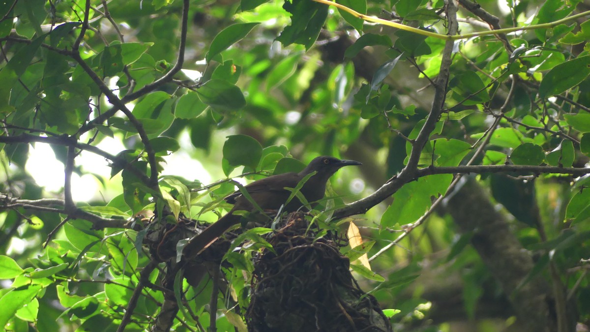 Brown Trembler - ML632631425