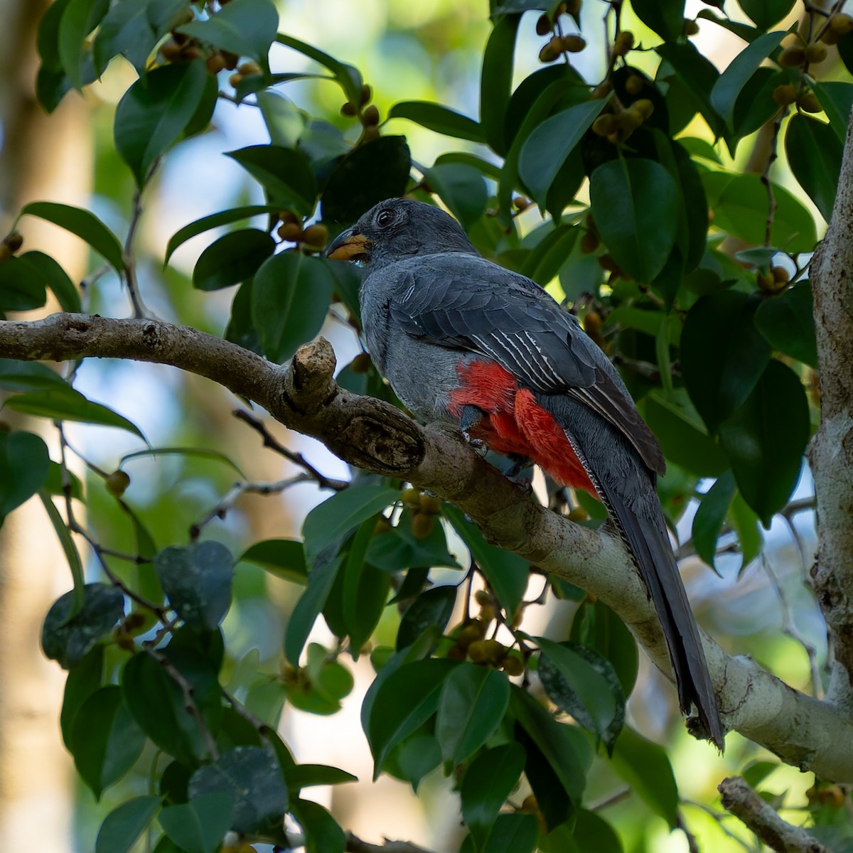 Black-tailed Trogon - ML632631455