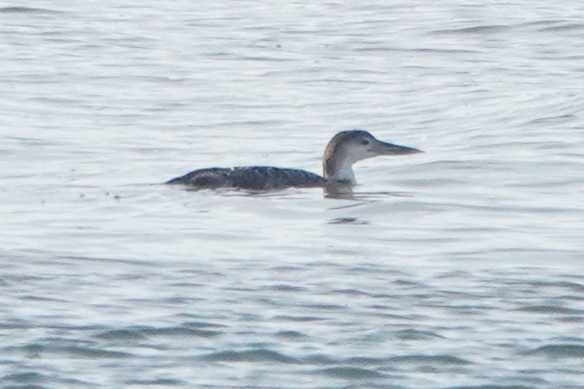 Plongeon huard - ML632631463
