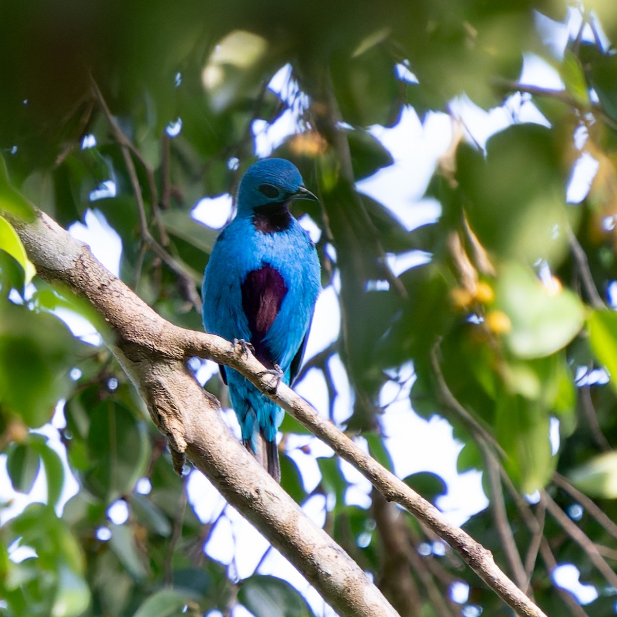 Blue Cotinga - ML632631464