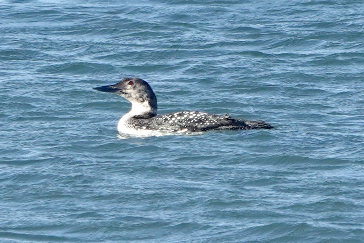 Plongeon huard - ML632631481