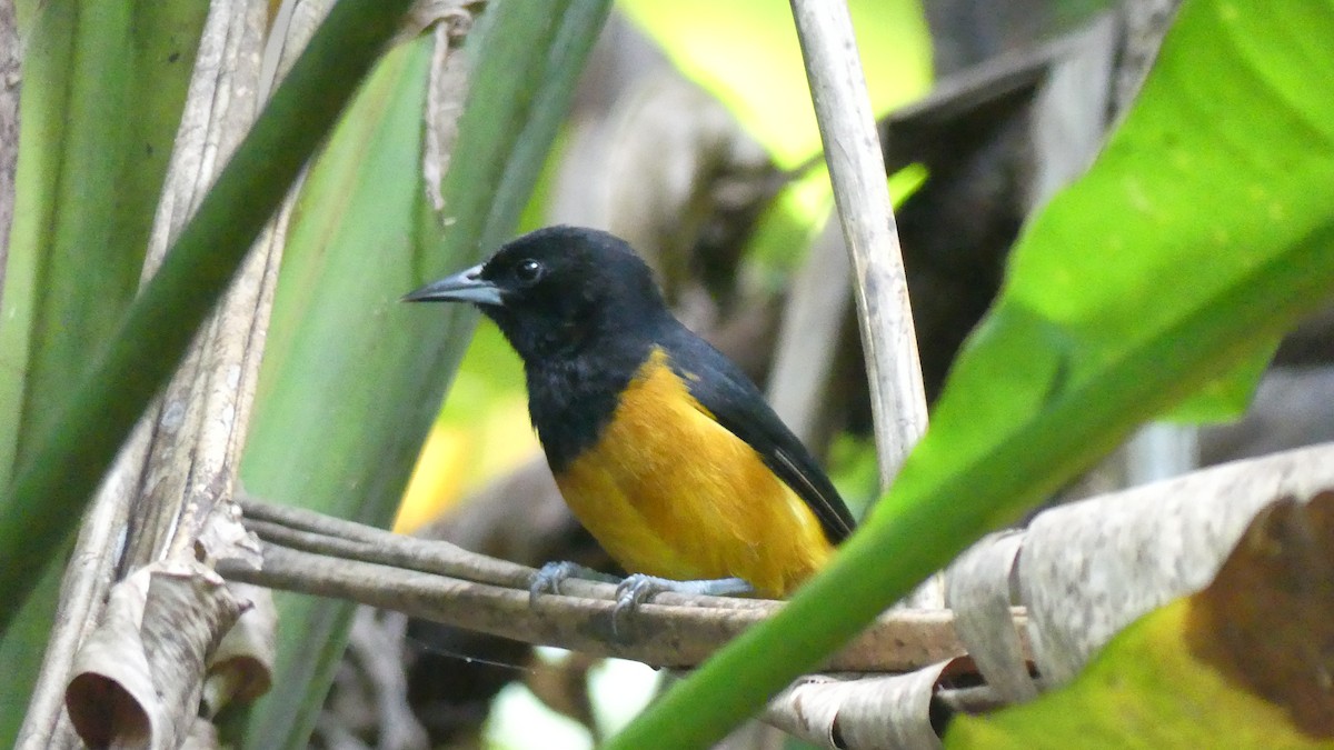 Montserrat Oriole - ML632631509