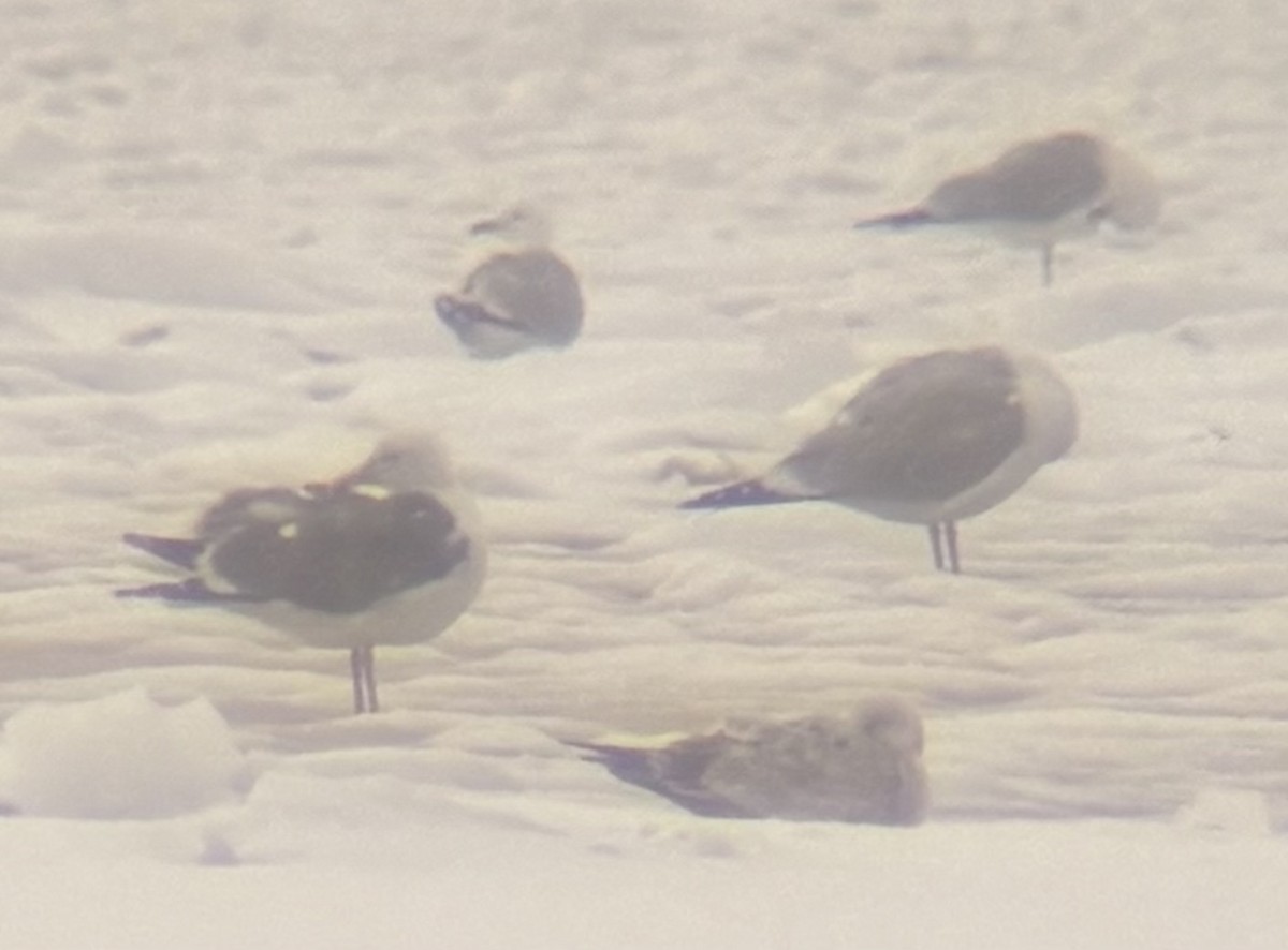 American Herring x Great Black-backed Gull (hybrid) - ML632631511