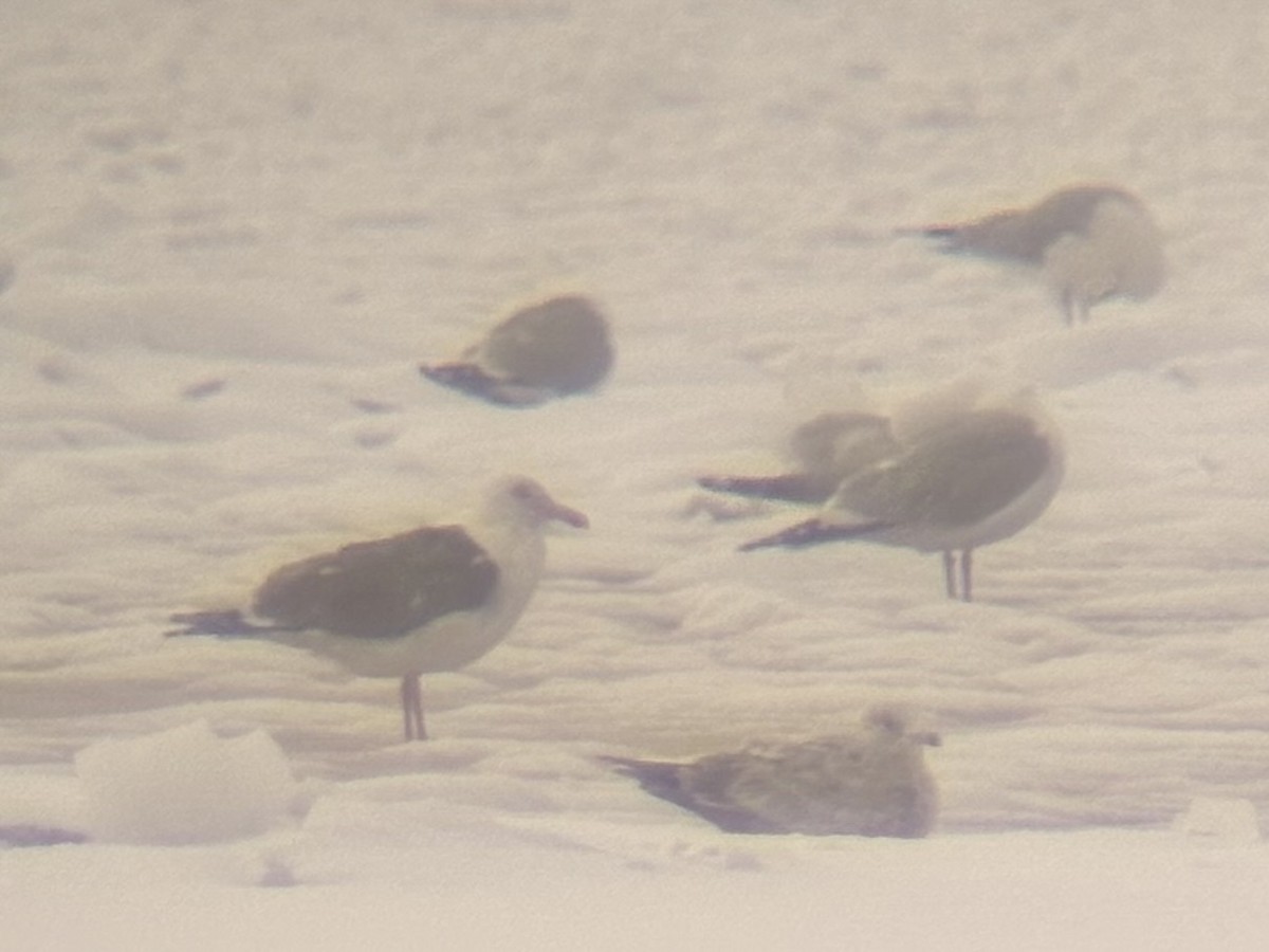 American Herring x Great Black-backed Gull (hybrid) - ML632631512