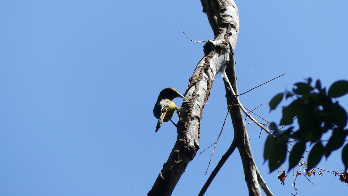 Montserrat Oriole - ML632631529