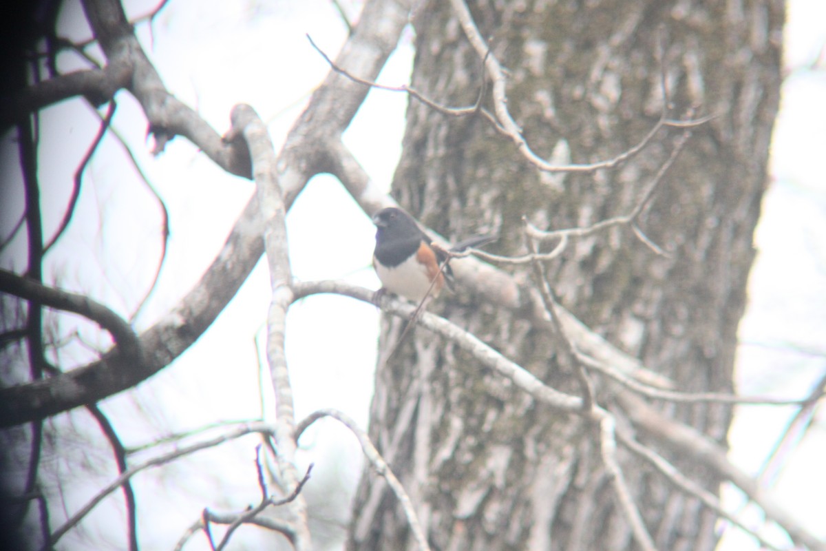 Eastern Towhee - ML632631566