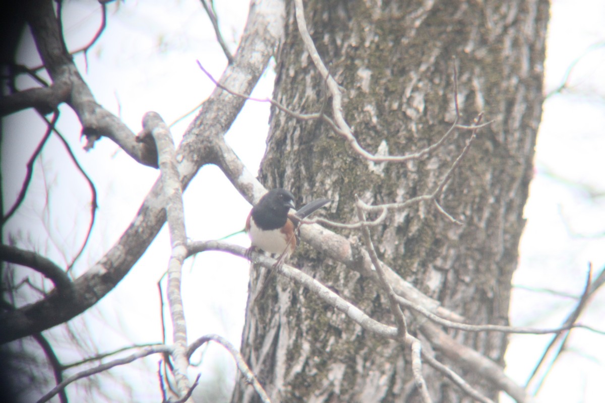 Eastern Towhee - ML632631573