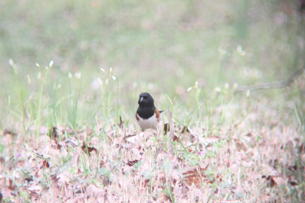 Eastern Towhee - ML632631580