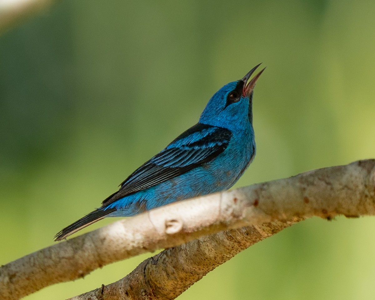 Blue Dacnis - ML632631621