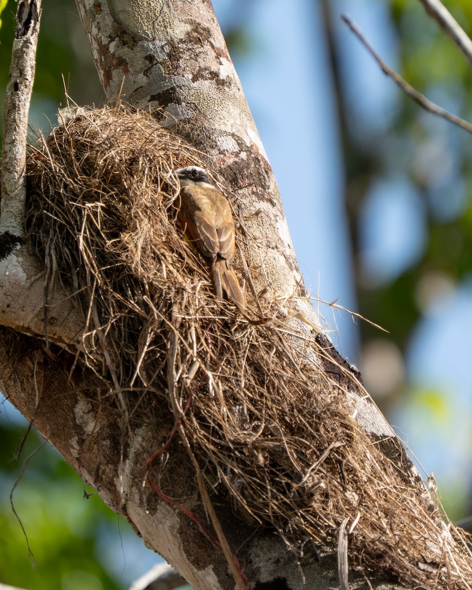 Great Kiskadee - ML632631631