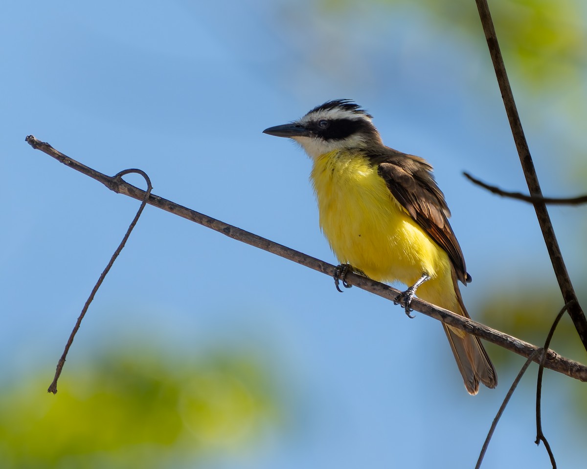 Great Kiskadee - ML632631633