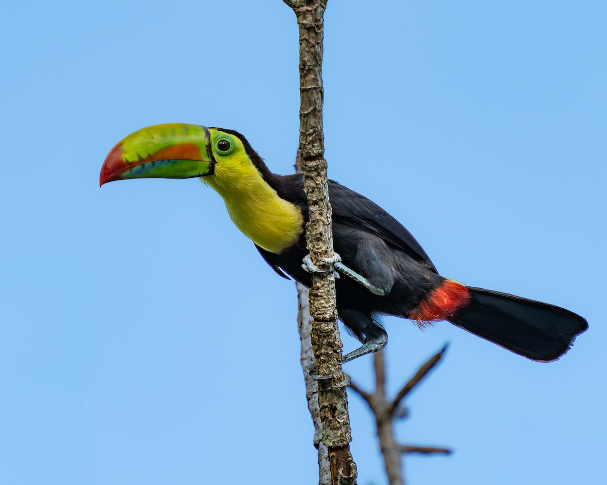 Keel-billed Toucan - ML632631657