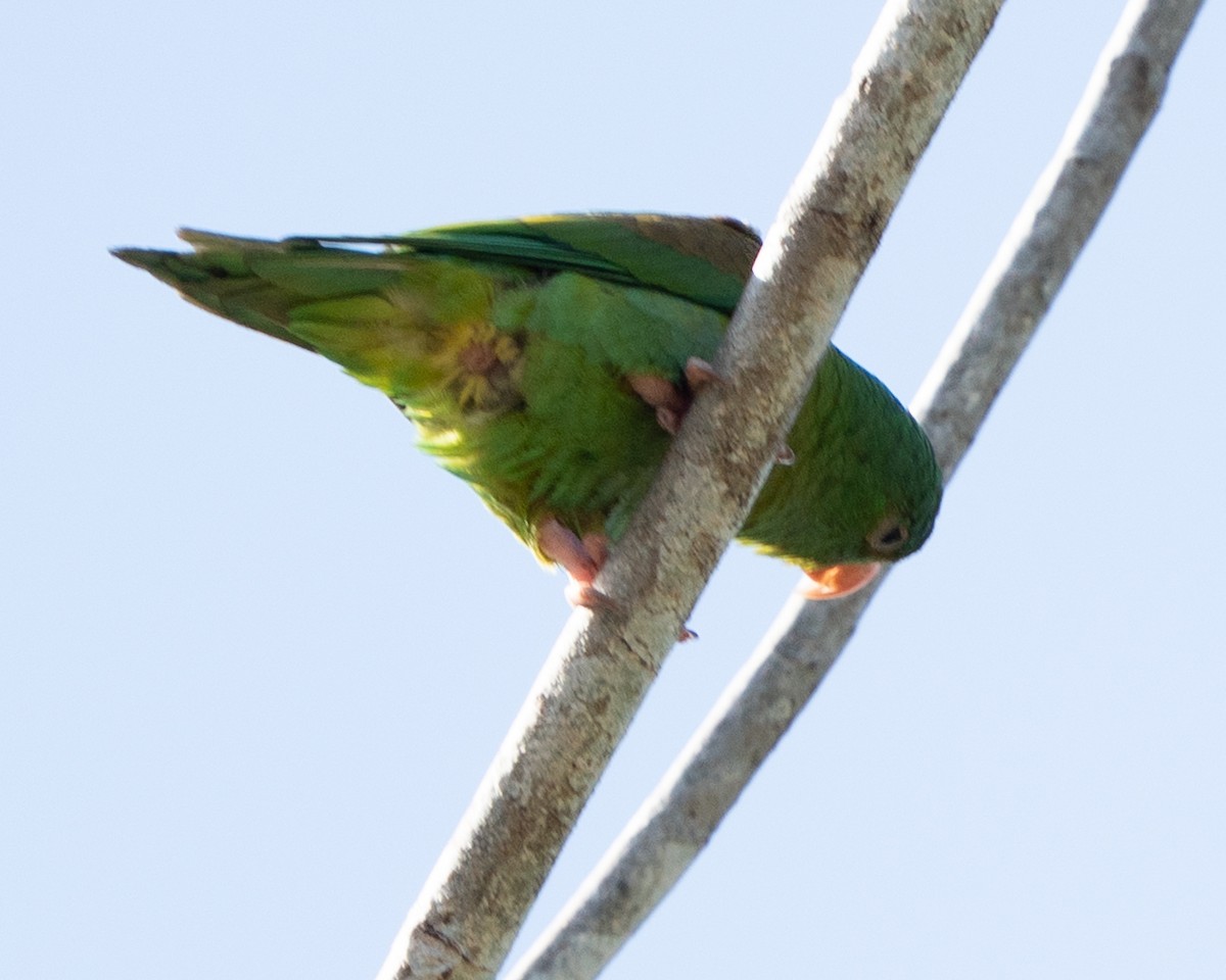 Orange-chinned Parakeet - ML632631675