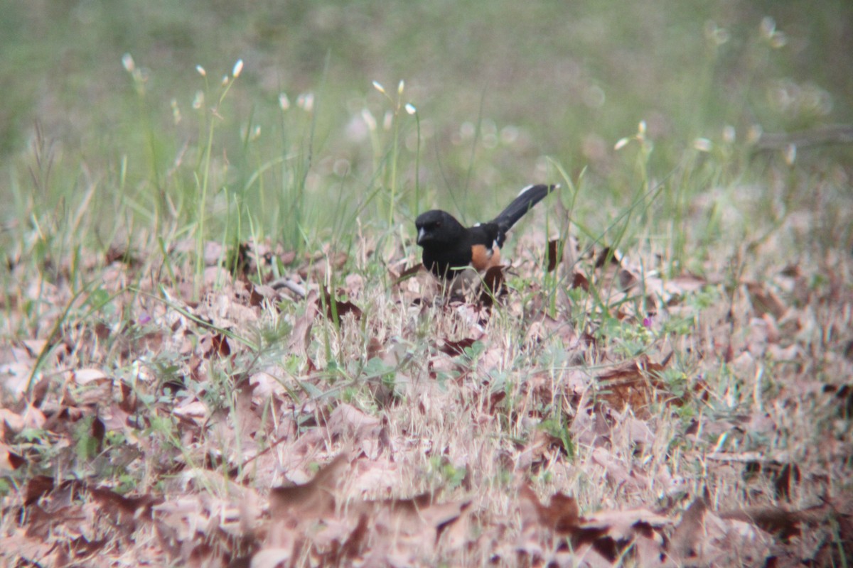 Eastern Towhee - ML632631677