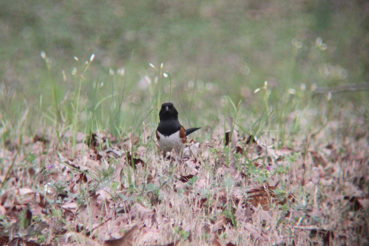 Eastern Towhee - ML632631683