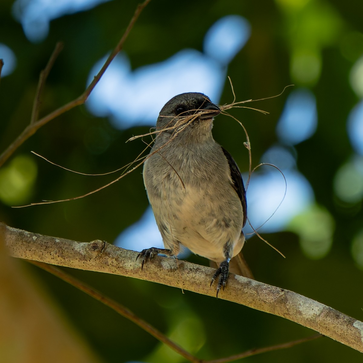 Palm Tanager - ML632631686