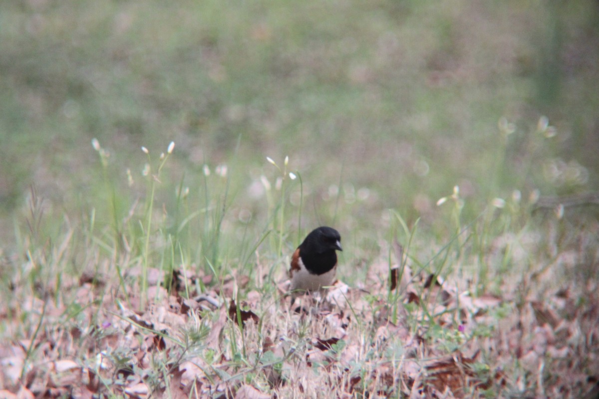 Eastern Towhee - ML632631687