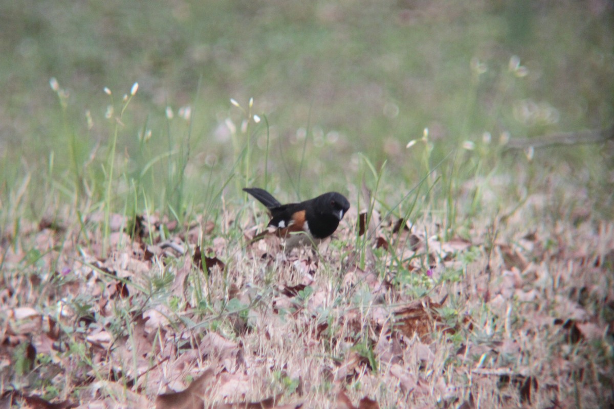 Eastern Towhee - ML632631693