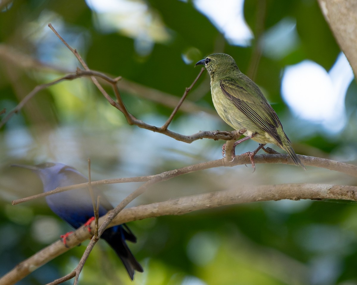 Red-legged Honeycreeper - ML632631695
