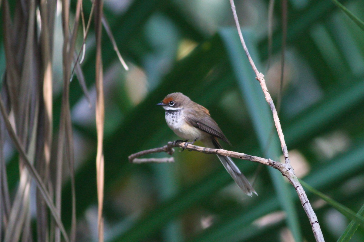 Arafura Fantail - ML632631730