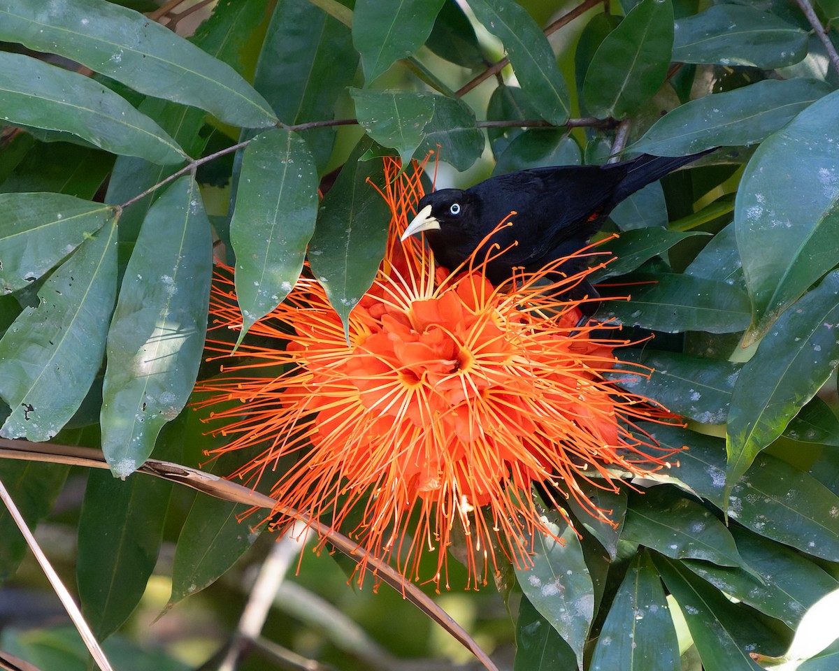Scarlet-rumped Cacique - ML632631741