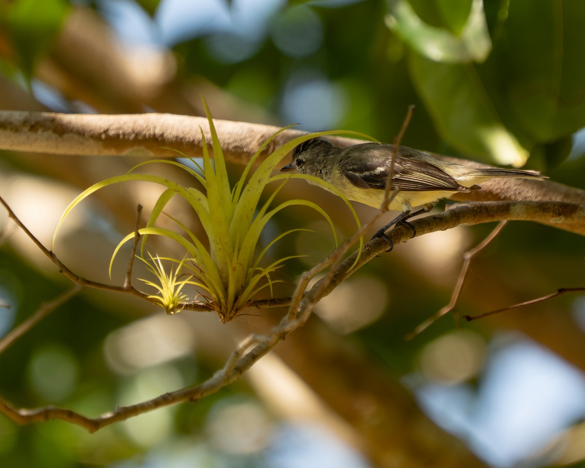 Southern Beardless-Tyrannulet - ML632631758