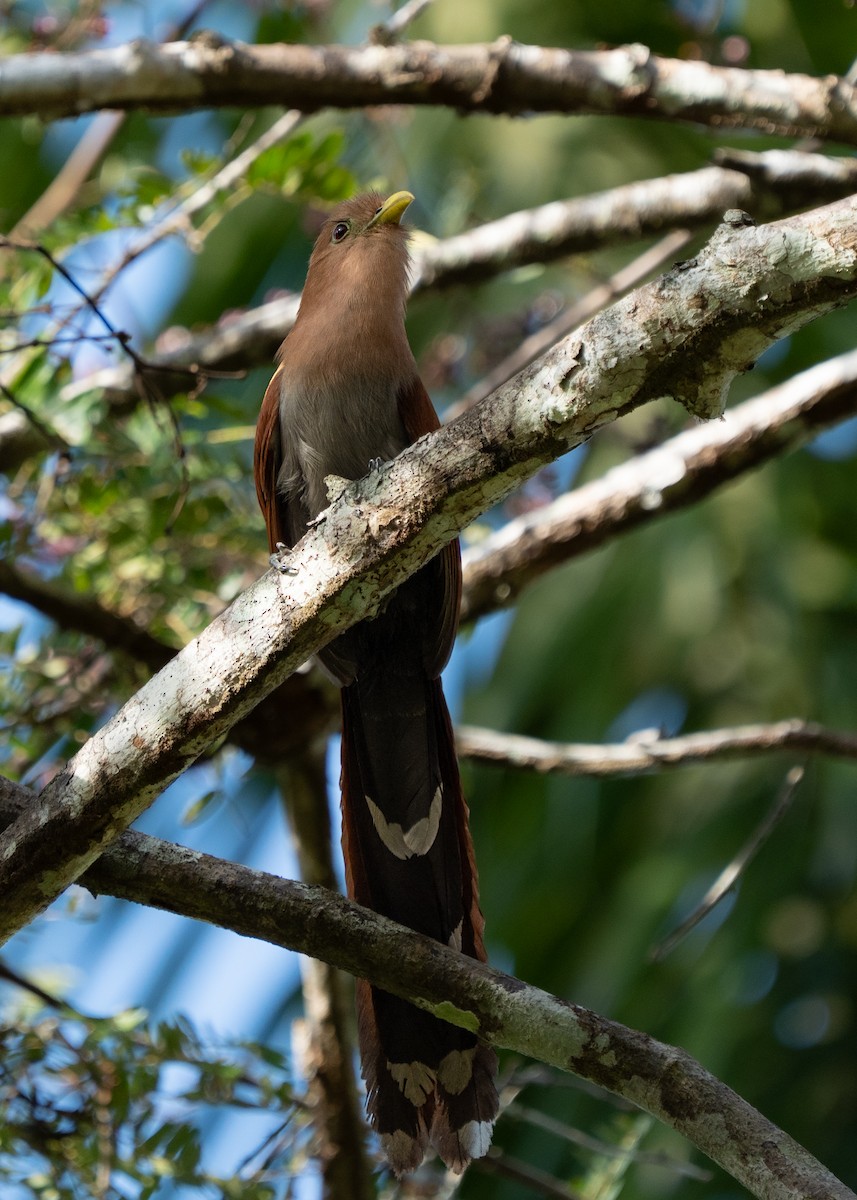 Common Squirrel-Cuckoo - ML632631779