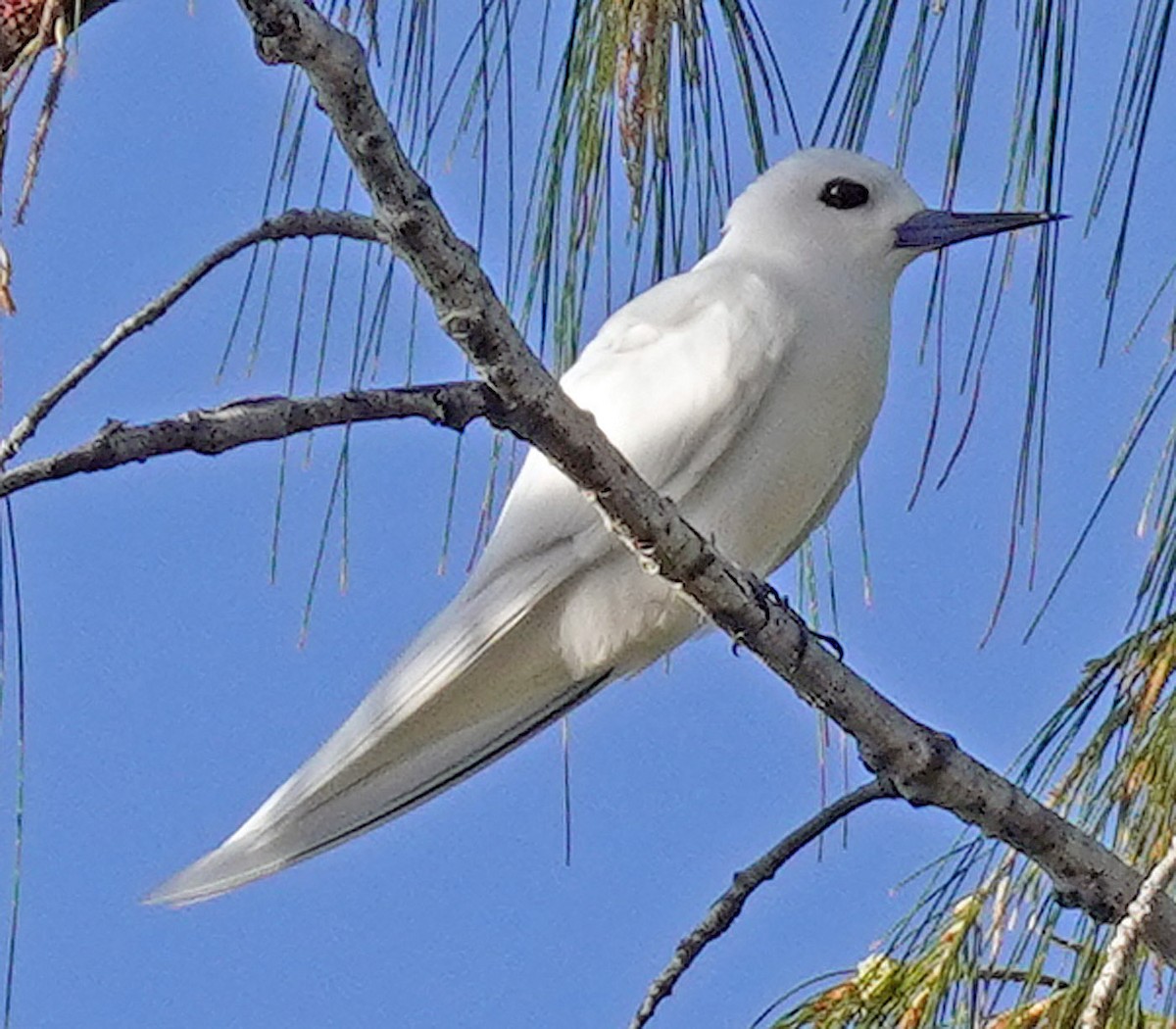 White Tern - ML632631809