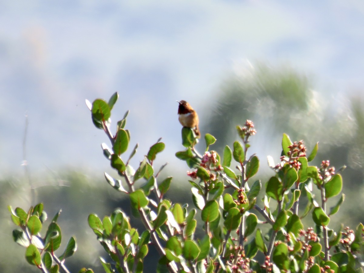 Rufous Hummingbird - ML632631822