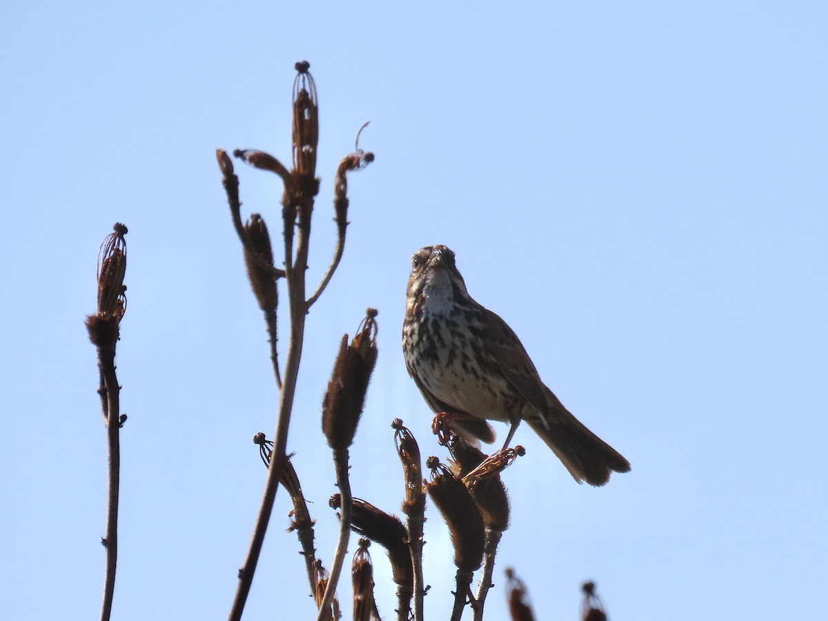 Song Sparrow - ML632631829