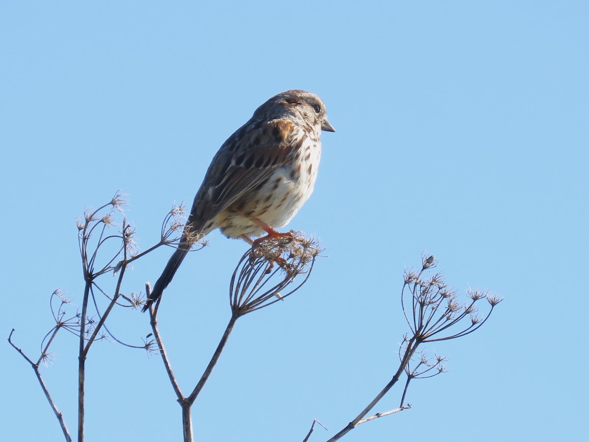 Song Sparrow - ML632631830