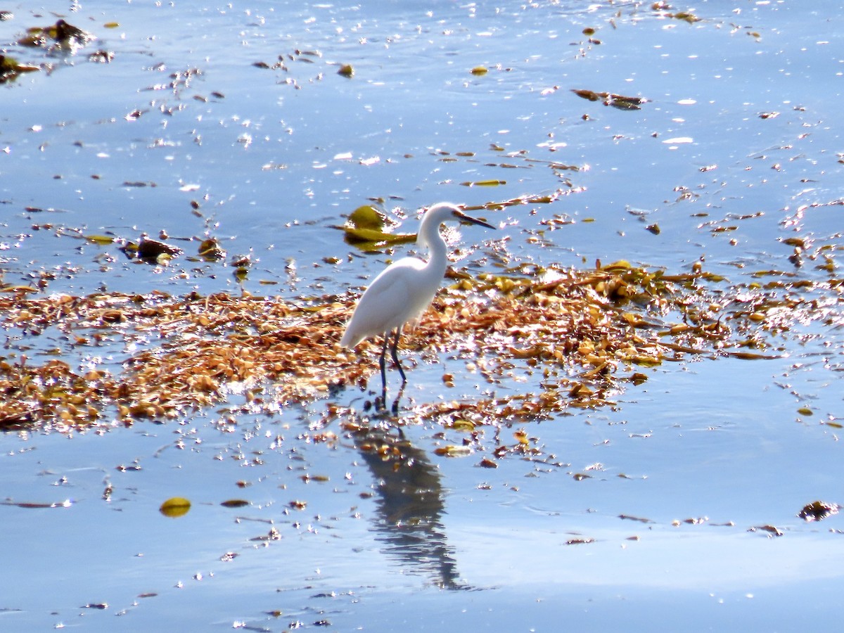 Snowy Egret - ML632631837
