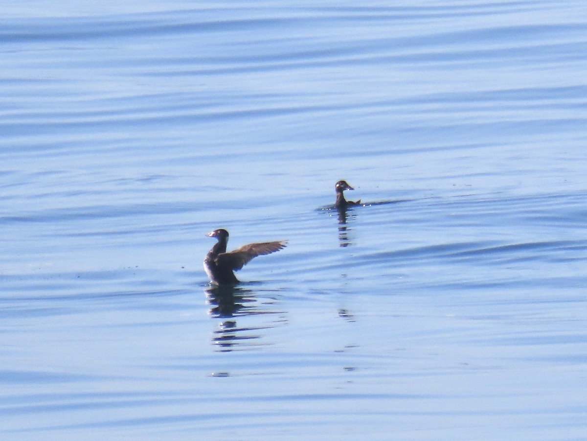 Surf Scoter - ML632631858