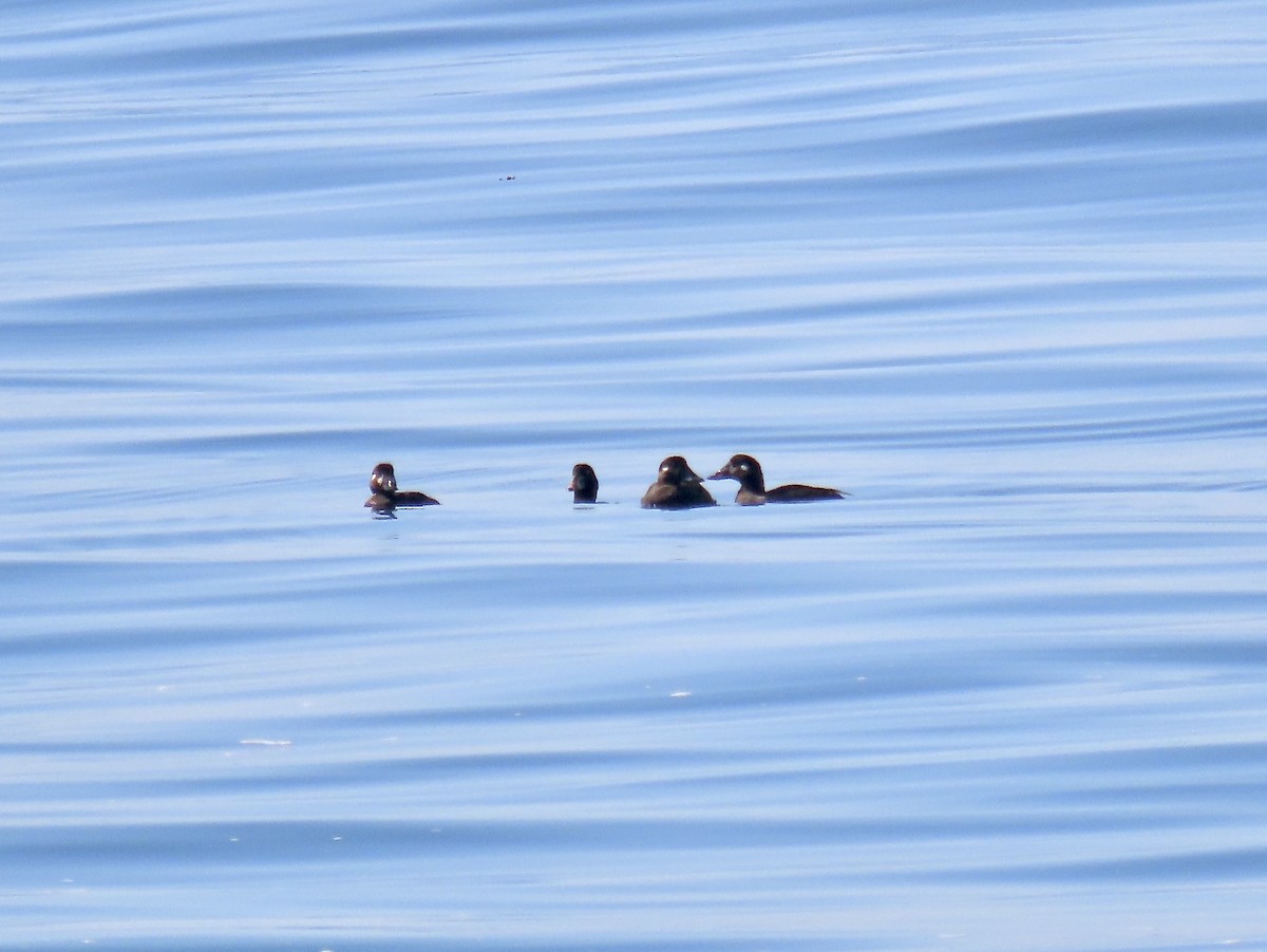 Surf Scoter - ML632631859