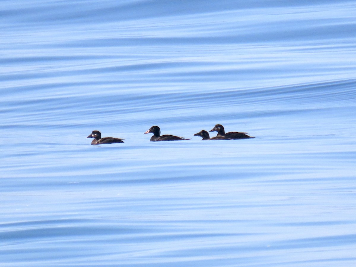 Surf Scoter - ML632631860