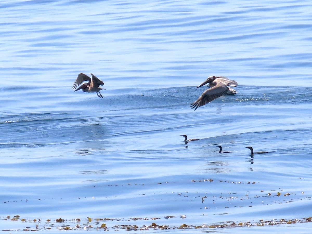 Brown Pelican - ML632631862