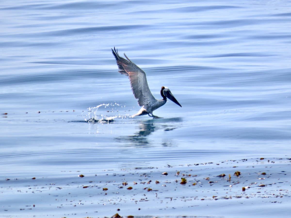 Brown Pelican - ML632631863